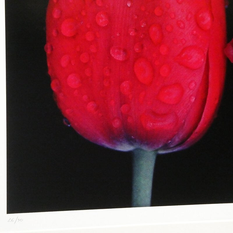 Ernst Haas Dye-Transfer Print "Flowers I (Red Tulips 1984)" Signed Limited Ed30