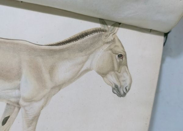 Isidore Geoffroy Saint-Hilaire Essais Zoologie Generale 1841 W Handcolored Plate