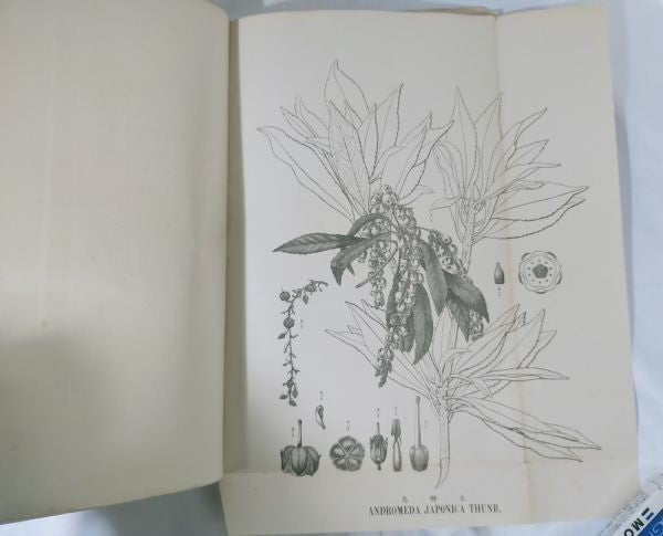 Eykman Phytochemische Notizen Japanische Pflanzen Tokyo University 1883 Rare