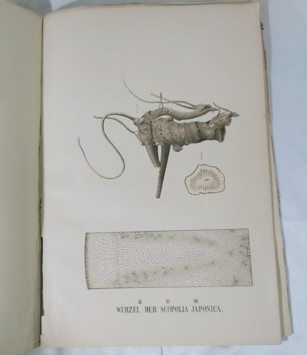 Eykman Phytochemische Notizen Japanische Pflanzen Tokyo University 1883 Rare