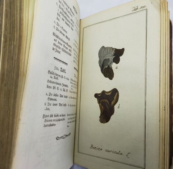 Johannes Zorn Icones Plantarum Medicinalium Vol V 1784 1St Ed Hand Colored Plate