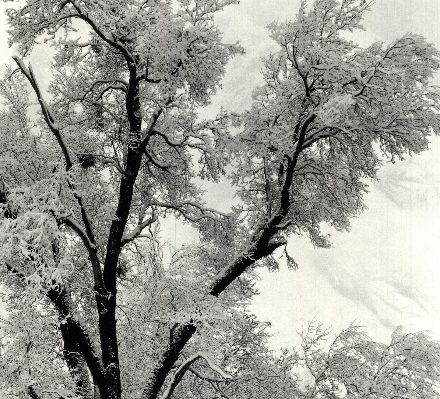Ansel Adams Oak Tree Snowstorm Yosemite National Park California () 36" X
