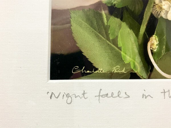 Charlotte Bird (Uk) Photograph Print Fairy Rose