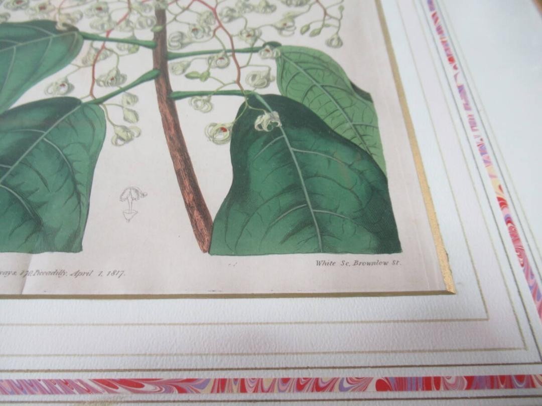 Syd. Edwards Botanical Engraving "Sterculia Balanghas" 1817 London Hand-Colored