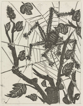 Pablo Picasso, L'Araigne, Histoire Naturelle, Lithograph
