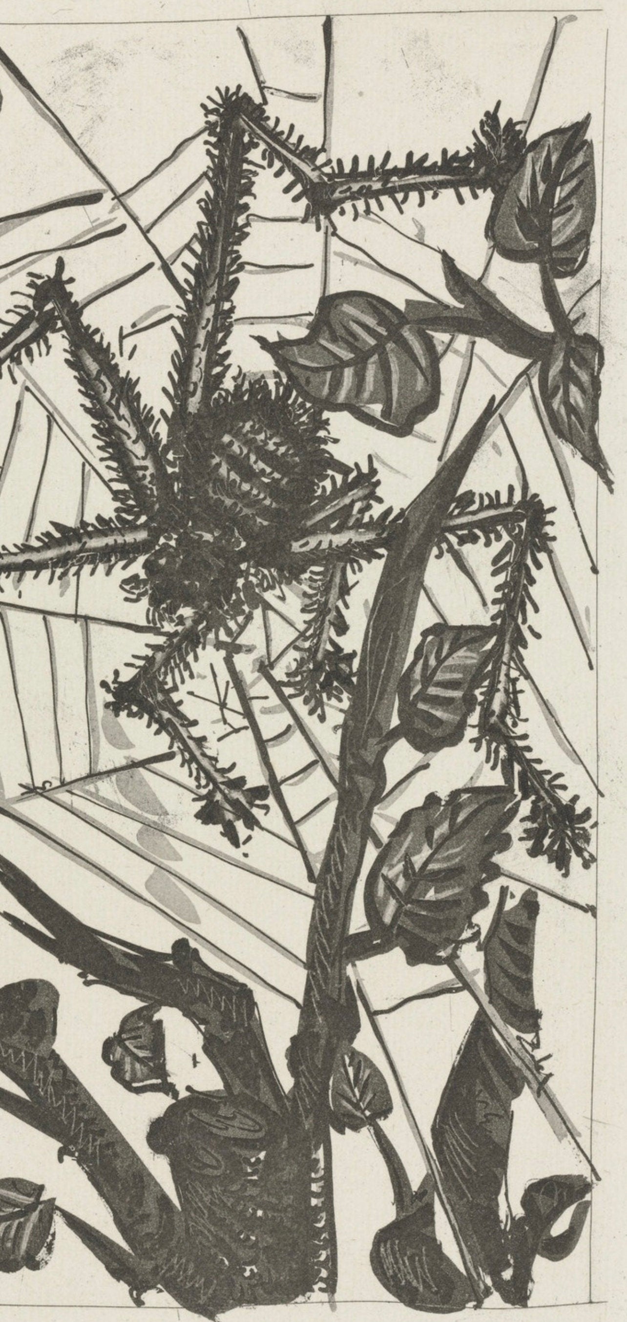Pablo Picasso, L'Araigne, Histoire Naturelle, Lithograph