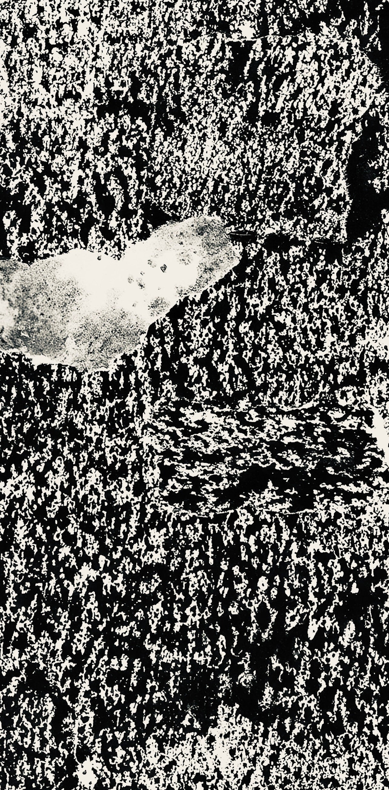 Jean Dubuffet, Composition (Webel 775-779), La Fleur De Barbe, Phototype