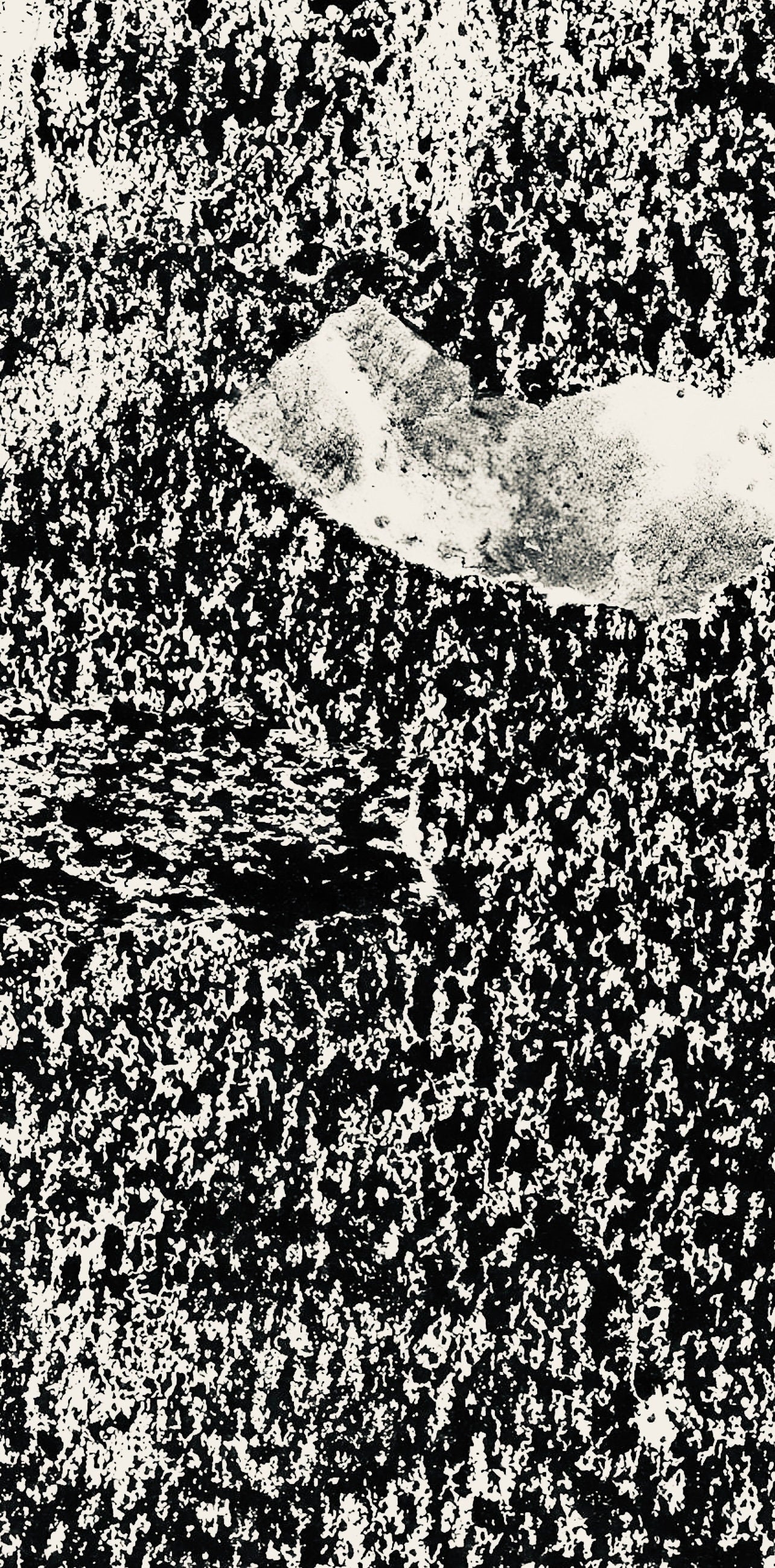 Jean Dubuffet, Composition (Webel 775-779), La Fleur De Barbe, Phototype