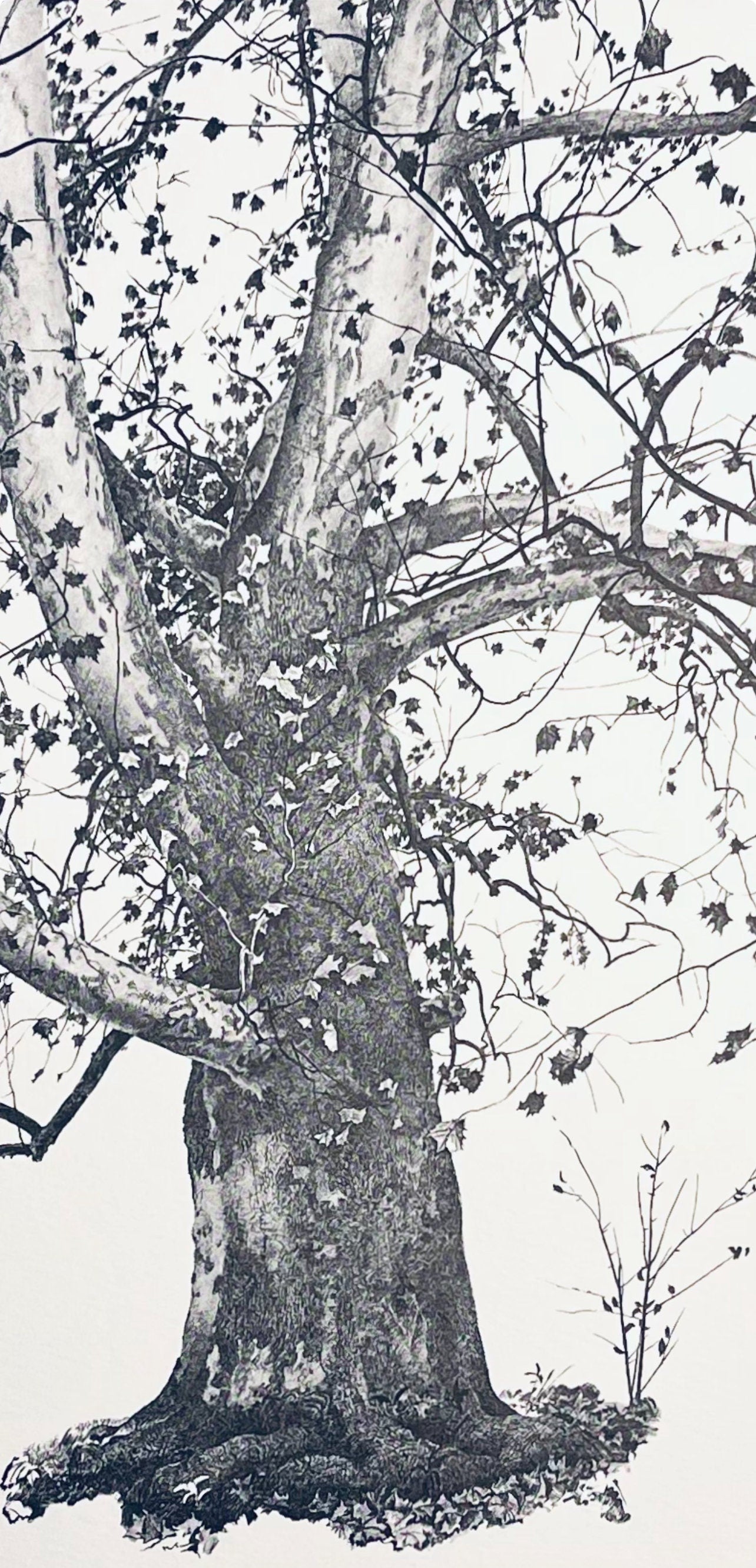 Andrew Wyeth, New Leaves, The Four Seasons, Lithograph