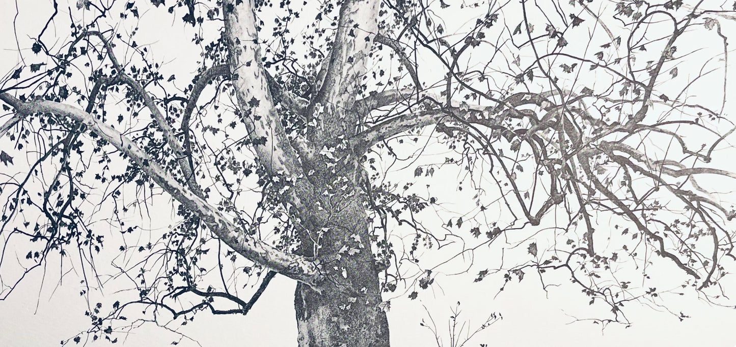 Andrew Wyeth, New Leaves, The Four Seasons, Lithograph