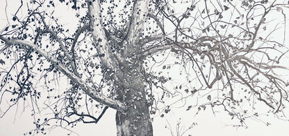 Andrew Wyeth, New Leaves, The Four Seasons, Lithograph