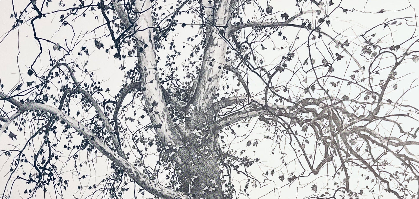 Andrew Wyeth, New Leaves, The Four Seasons, Lithograph