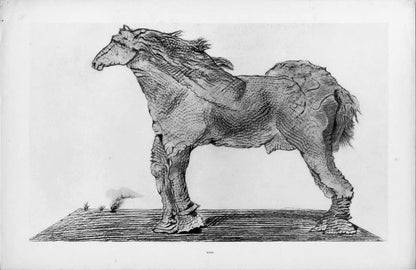 Max Ernst, Composition (Spies/Leppien 222), Histoire Naturelle, Lithograph