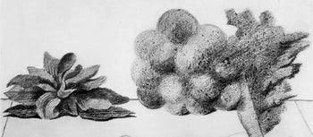 Max Ernst, Composition (Spies/Leppien 222), Histoire Naturelle, Lithograph