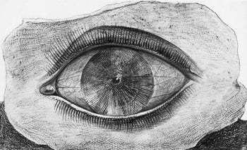 Max Ernst, Composition (Spies/Leppien 222), Histoire Naturelle, Lithograph