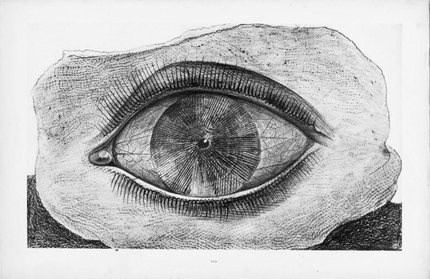 Max Ernst, Composition (Spies/Leppien 222), Histoire Naturelle, Lithograph