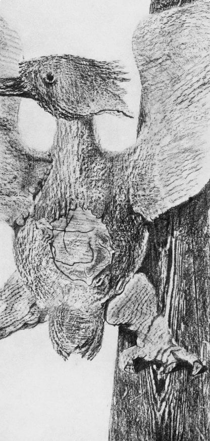 Max Ernst, Composition (Spies/Leppien 222), Histoire Naturelle, Lithograph