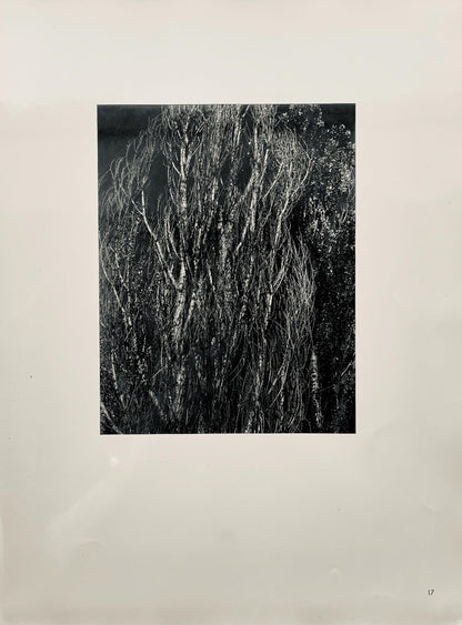 Alfred Stieglitz, Poplars, Lake George, Alfred Stieglitz Memorial Portfolio 1864-1946, Halftone