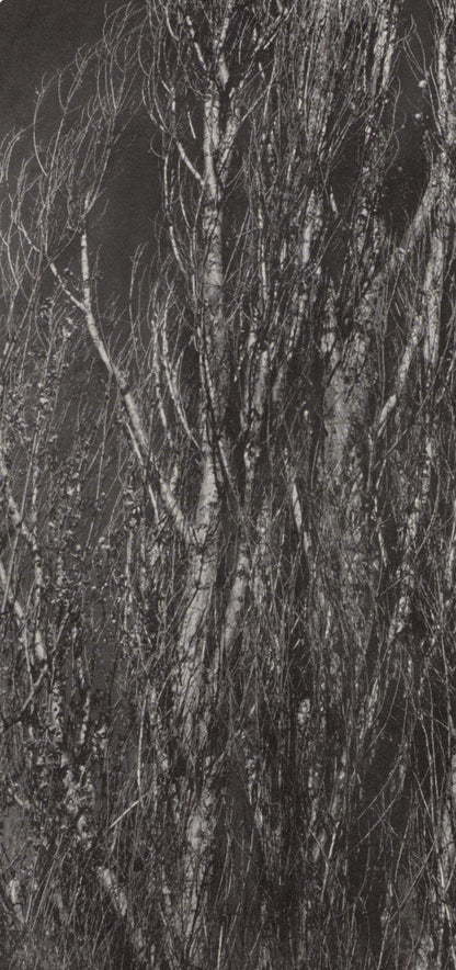 Alfred Stieglitz, Poplars, Lake George, Alfred Stieglitz Memorial Portfolio 1864-1946, Halftone