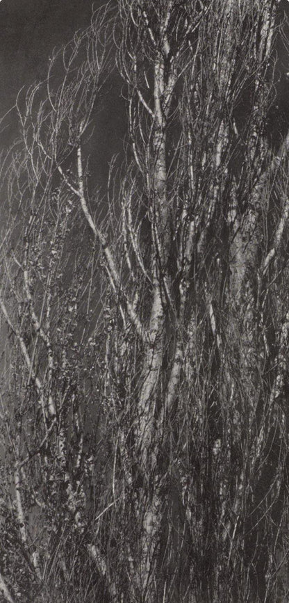 Alfred Stieglitz, Poplars, Lake George, Alfred Stieglitz Memorial Portfolio 1864-1946, Halftone