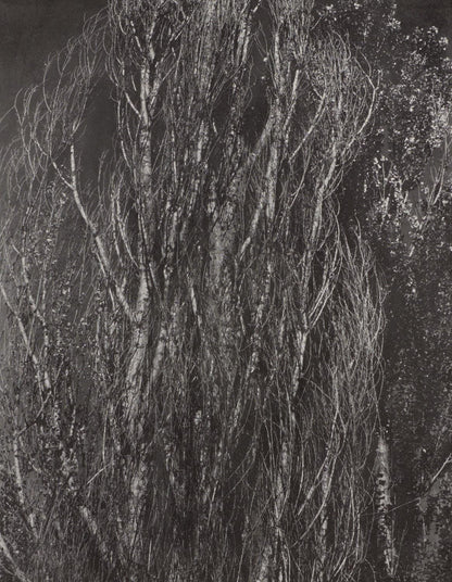 Alfred Stieglitz, Poplars, Lake George, Alfred Stieglitz Memorial Portfolio 1864-1946, Halftone