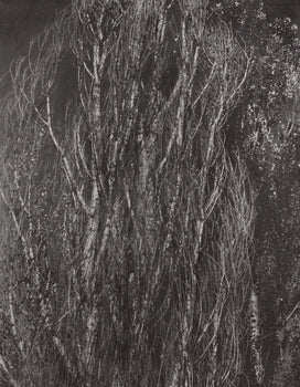 Alfred Stieglitz, Poplars, Lake George, Alfred Stieglitz Memorial Portfolio 1864-1946, Halftone