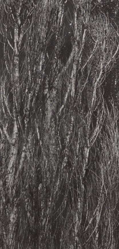 Alfred Stieglitz, Poplars, Lake George, Alfred Stieglitz Memorial Portfolio 1864-1946, Halftone