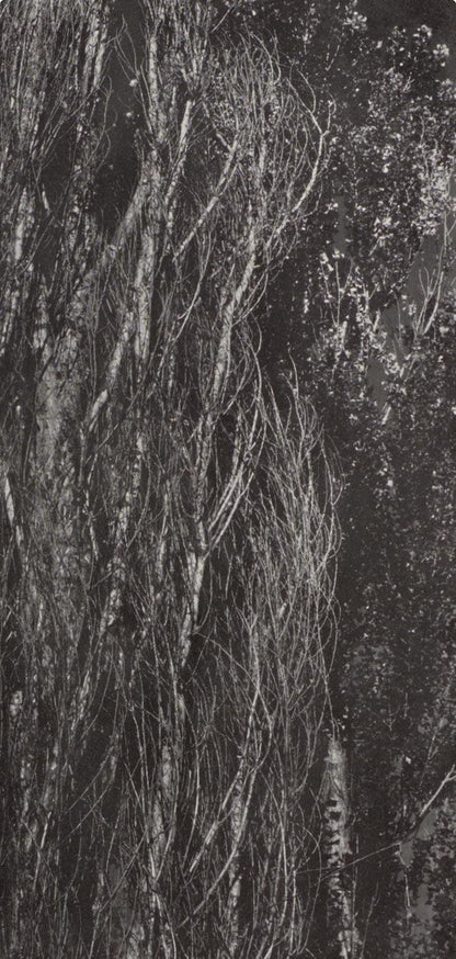 Alfred Stieglitz, Poplars, Lake George, Alfred Stieglitz Memorial Portfolio 1864-1946, Halftone