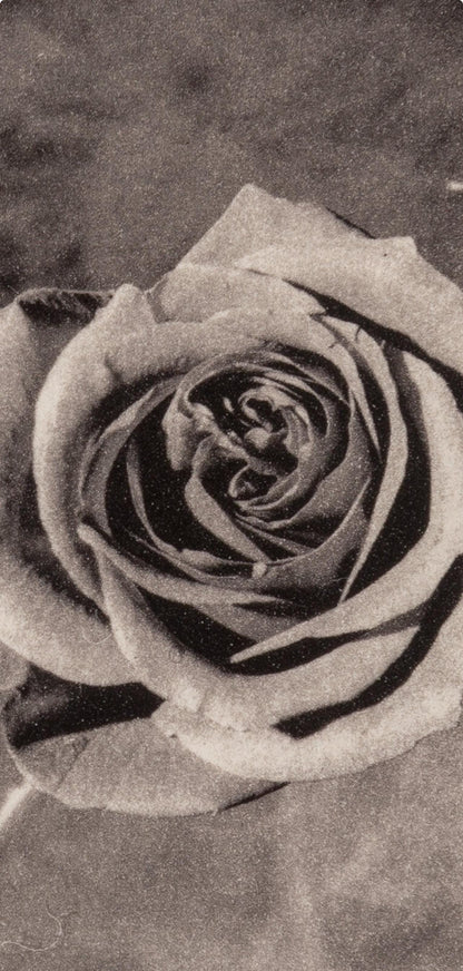 Robert Mapplethorpe, Rose With Smoke, A Season In Hell, Photogravure