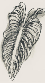 Henri Matisse, Srie N Gc'S, Var. 1 (Duthuit 9), Henri Matisse, Dessins, Thmes Et Variations,