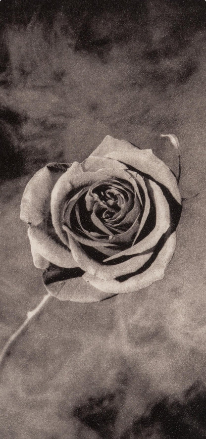 Robert Mapplethorpe, Rose With Smoke, A Season In Hell, Photogravure
