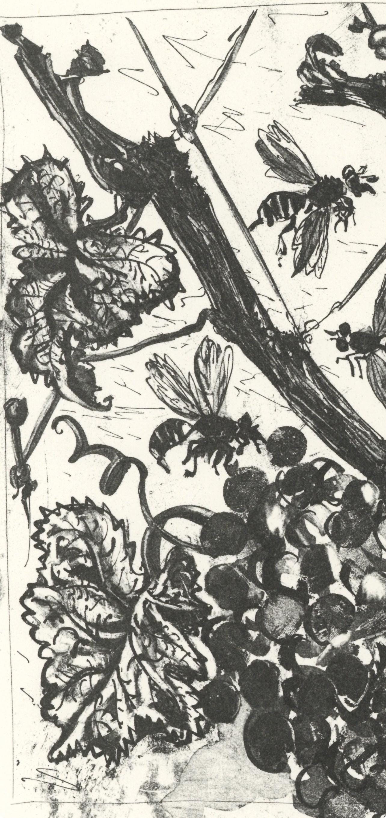 Pablo Picasso, La Gupe (The Wasp) (Orozco P.82), Histoire Naturelle, Lithograph