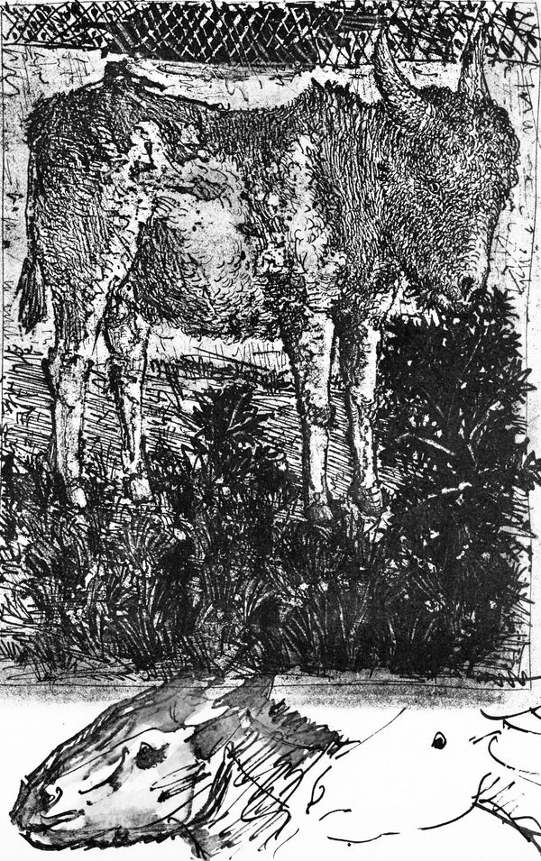 Pablo Picasso, Anes, sur une planche grave (Cramer 84; Johnson/ S. 77), 40 dessins de Picasso en marge du Buffon, Collotype