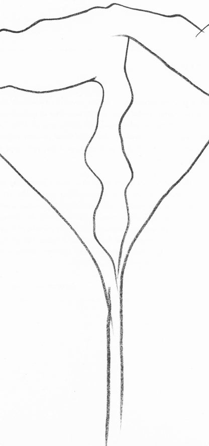 Ellsworth Kelly, Lotus (Axsom Ic), Hommage Aim Et Marguerite Maeght, Derrire Le Miroir, Lithograph