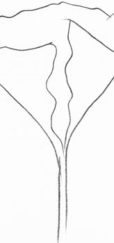 Ellsworth Kelly, Lotus (Axsom Ic), Hommage Aim Et Marguerite Maeght, Derrire Le Miroir, Lithograph