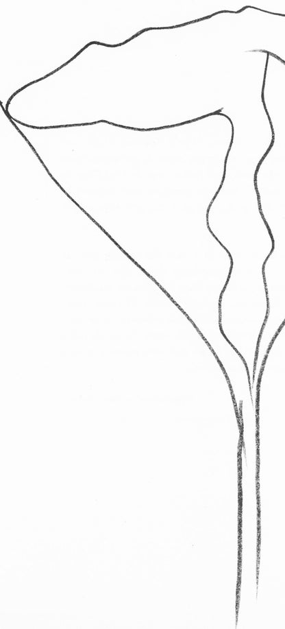 Ellsworth Kelly, Lotus (Axsom Ic), Hommage Aim Et Marguerite Maeght, Derrire Le Miroir, Lithograph