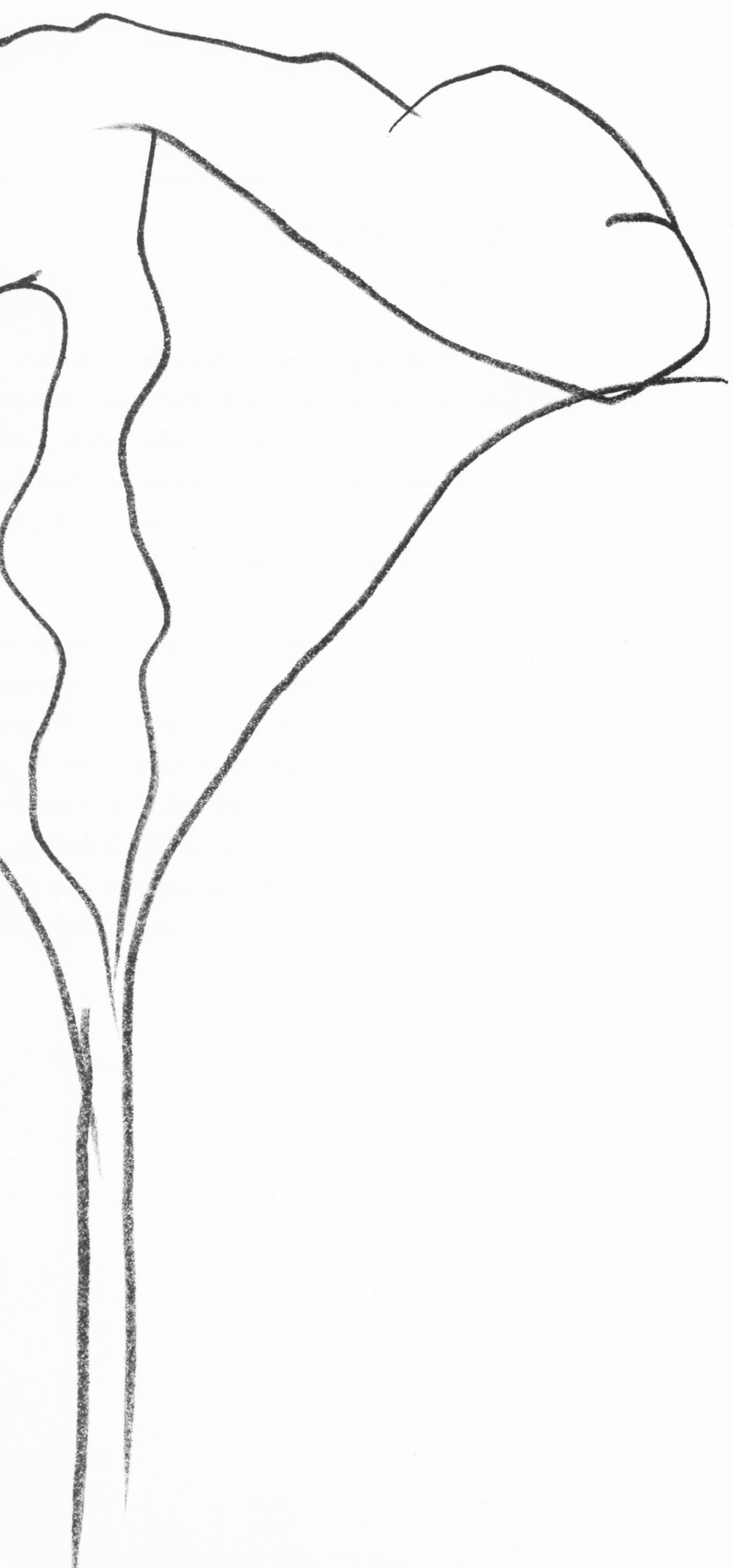 Ellsworth Kelly, Lotus (Axsom Ic), Hommage Aim Et Marguerite Maeght, Derrire Le Miroir, Lithograph