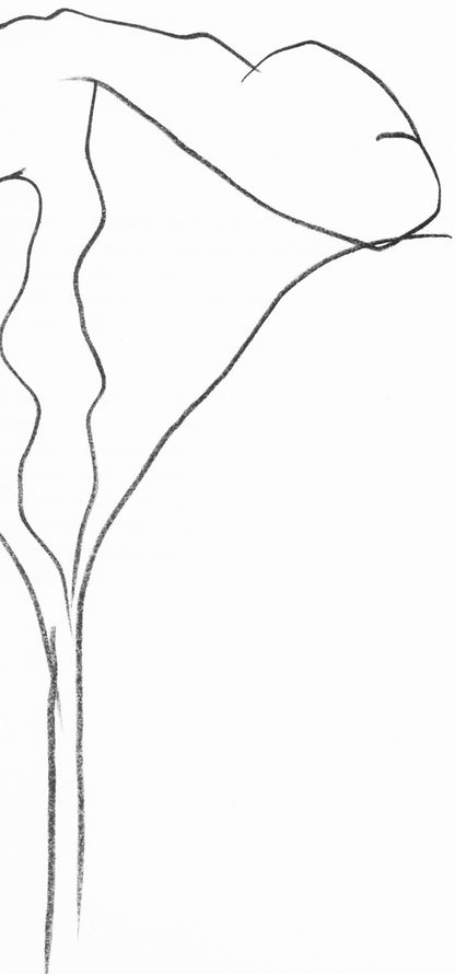 Ellsworth Kelly, Lotus (Axsom Ic), Hommage Aim Et Marguerite Maeght, Derrire Le Miroir, Lithograph