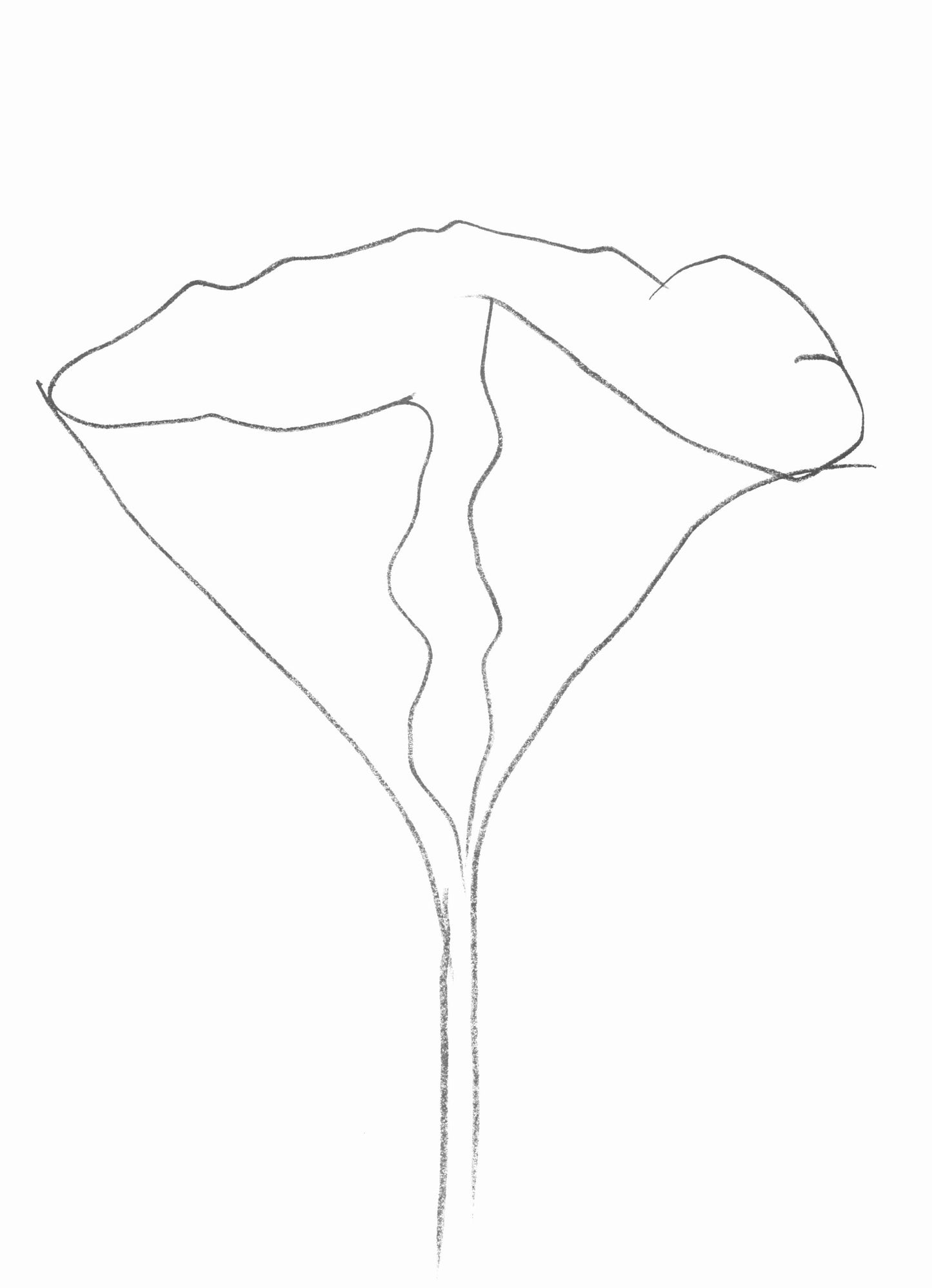 Ellsworth Kelly, Lotus (Axsom Ic), Hommage Aim Et Marguerite Maeght, Derrire Le Miroir, Lithograph