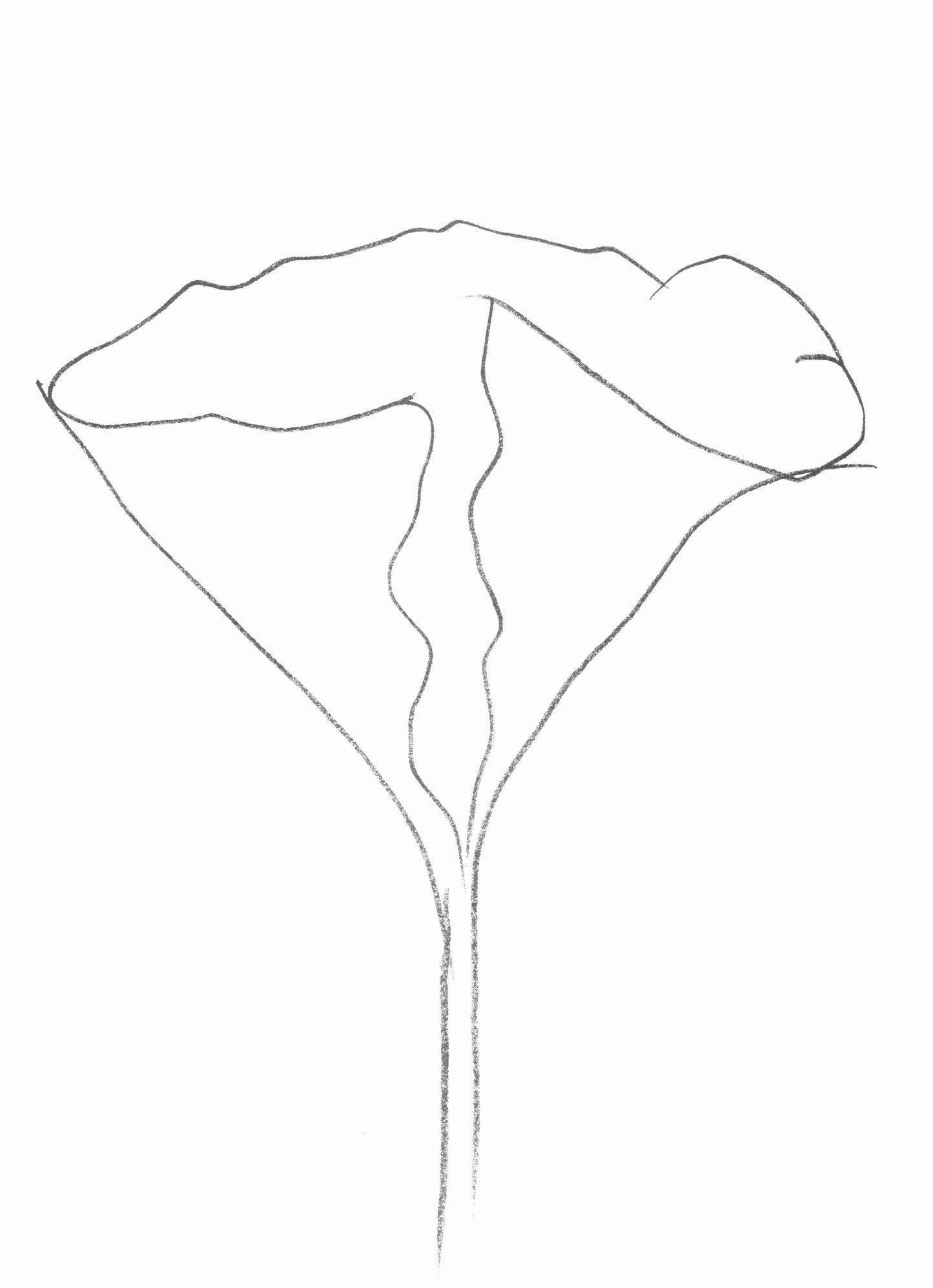 Ellsworth Kelly, Lotus (Axsom Ic), Hommage Aim Et Marguerite Maeght, Derrire Le Miroir, Lithograph