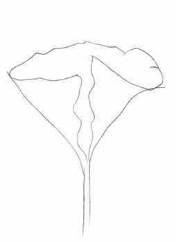 Ellsworth Kelly, Lotus (Axsom Ic), Hommage Aim Et Marguerite Maeght, Derrire Le Miroir, Lithograph