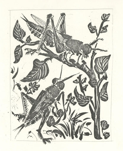 Pablo Picasso, La Sauterelle (The Grasshopper) (Orozco P.82), Histoire Naturelle, Lithograph