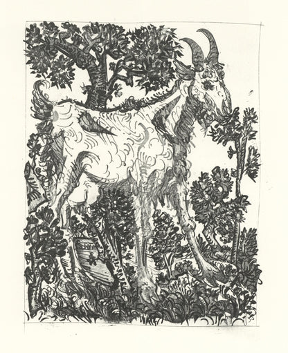 Pablo Picasso, La Chvre (The Goat) (Orozco P.82), Histoire Naturelle, Lithograph