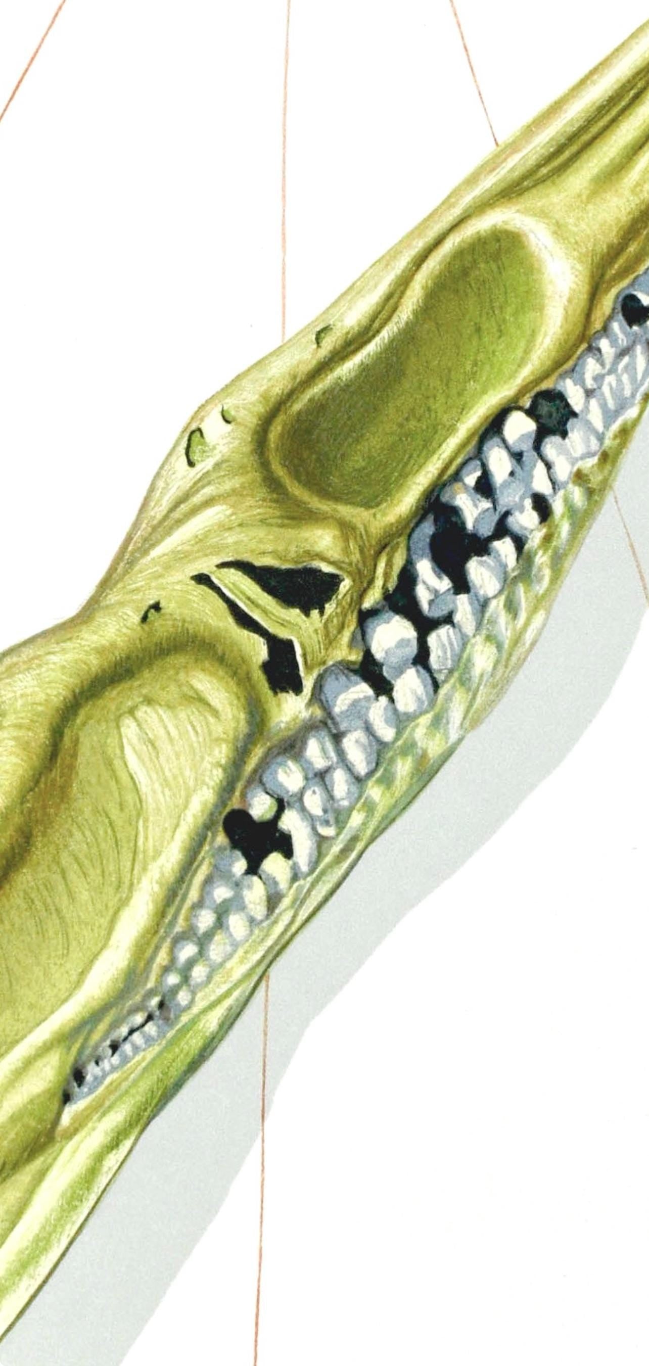 Salvador Dali, Inferno Xiv (Michler/Lpsinger 1039-1138; Field 189-200), La Divina Commedia, Woodcut