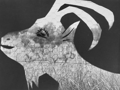 Pablo Picasso, Andr Villers, La Chvre Au Grillage (Cramer 115), Diurnes, Dcoupages Et