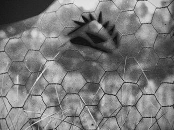 Pablo Picasso, Andr Villers, La Chvre Au Grillage (Cramer 115), Diurnes, Dcoupages Et