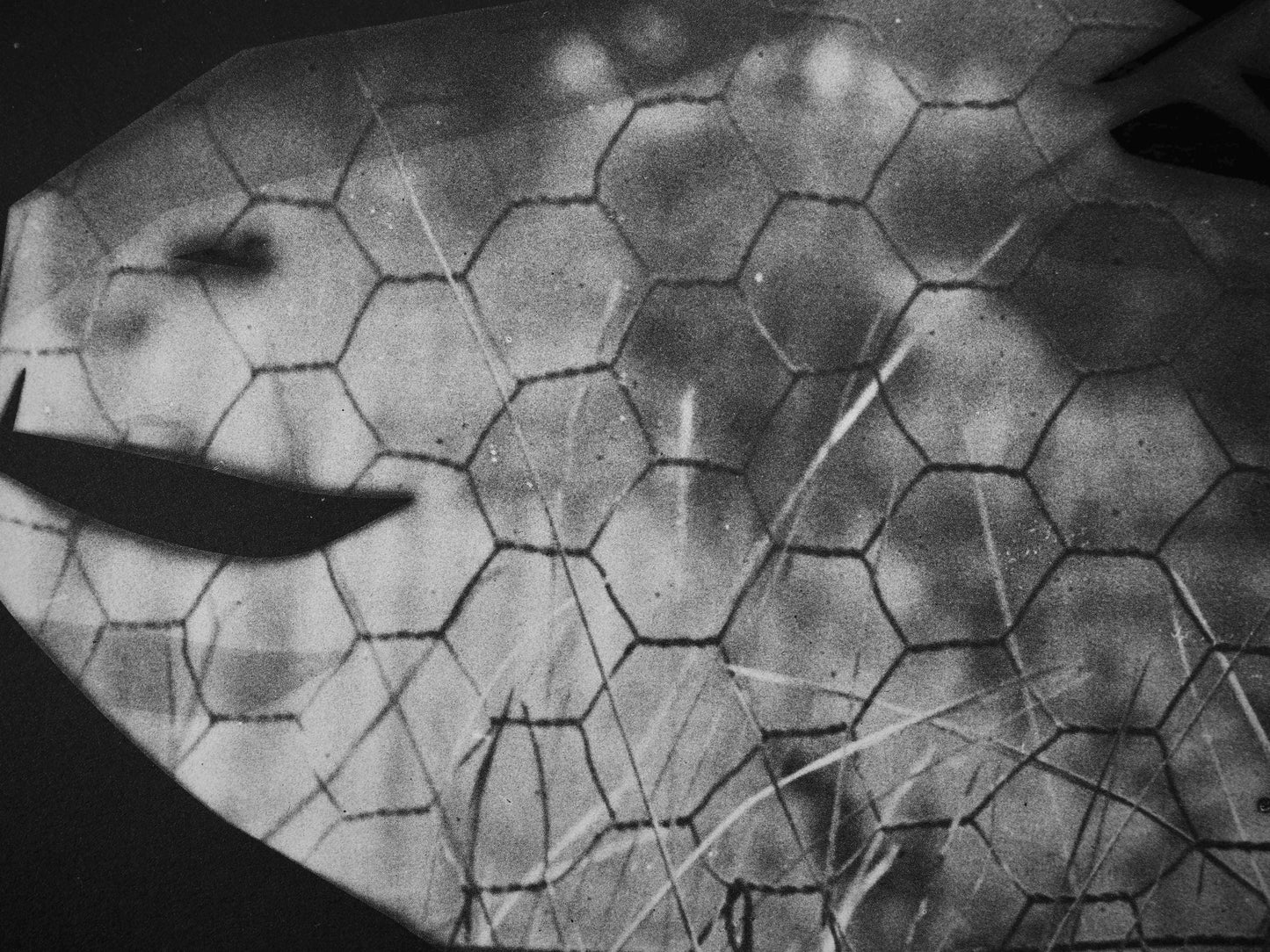 Pablo Picasso, Andr Villers, La Chvre Au Grillage (Cramer 115), Diurnes, Dcoupages Et