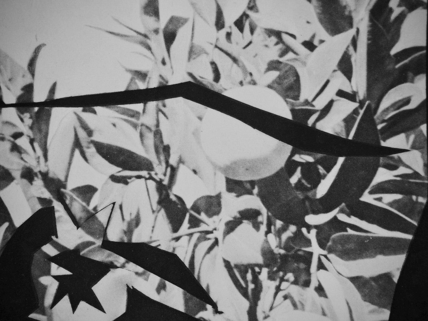 Pablo Picasso, Andr Villers, Jacqueline Aux Fruits (Cramer 115), Diurnes, Dcoupages Et