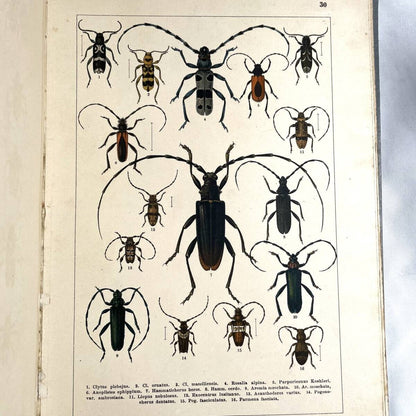 Atlas Brouku By Frantiek Klaplek, 1903, Czech Beetle Atlas, Full-Color