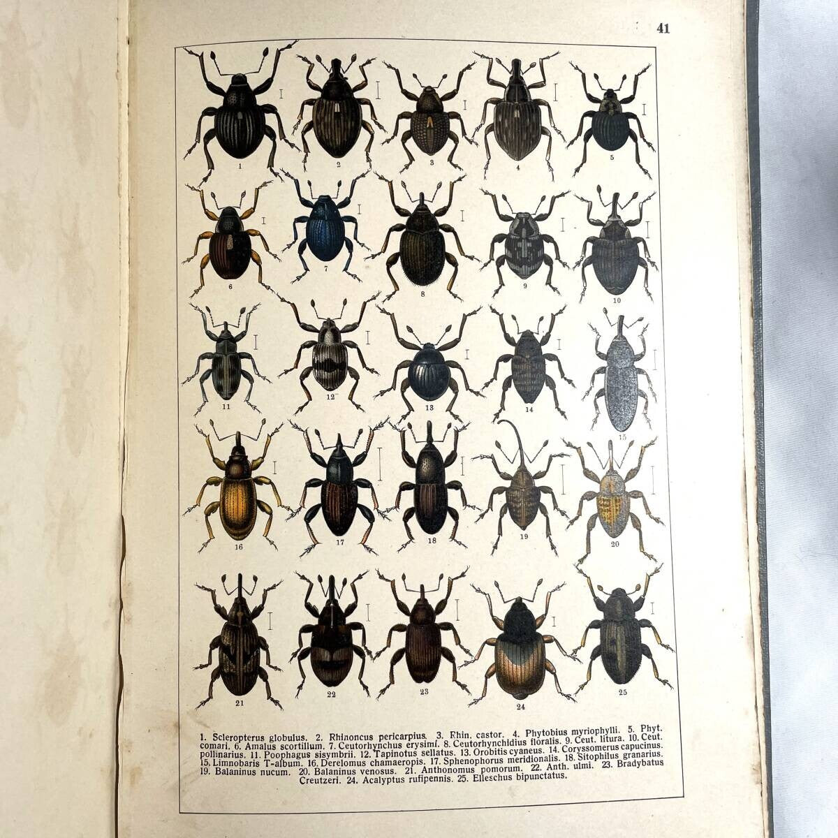 Atlas brouku by Frantiek Klaplek, 1903, Czech Beetle Atlas, Full-Color